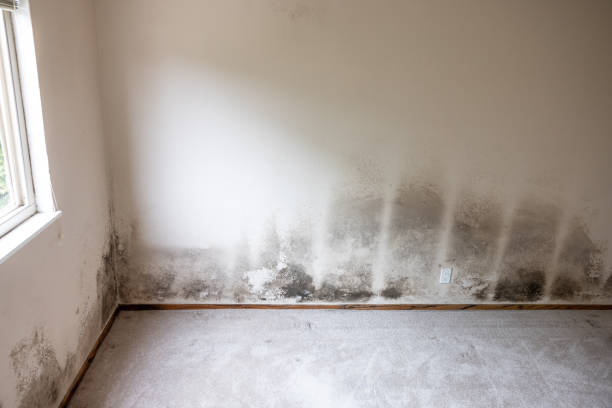 Reliable Willowbrook, IL Mold Removal Solutions